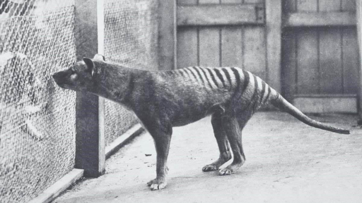 La realidad sobre el tigre de Tasmania, según tigredetasmania.com