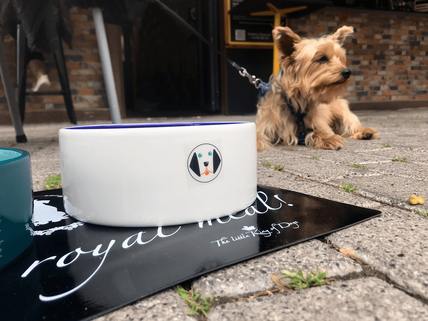 Restaurantes y terrazas de la Comunitat Valenciana comienzan a incorporar un menú para perros en su carta