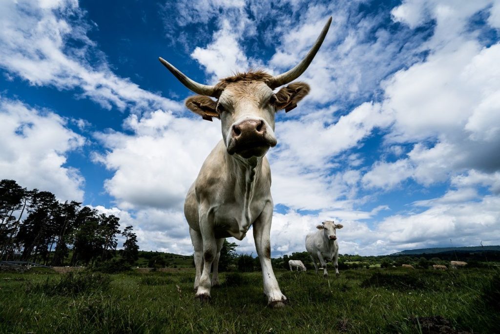 Foto de Vacuno de carne