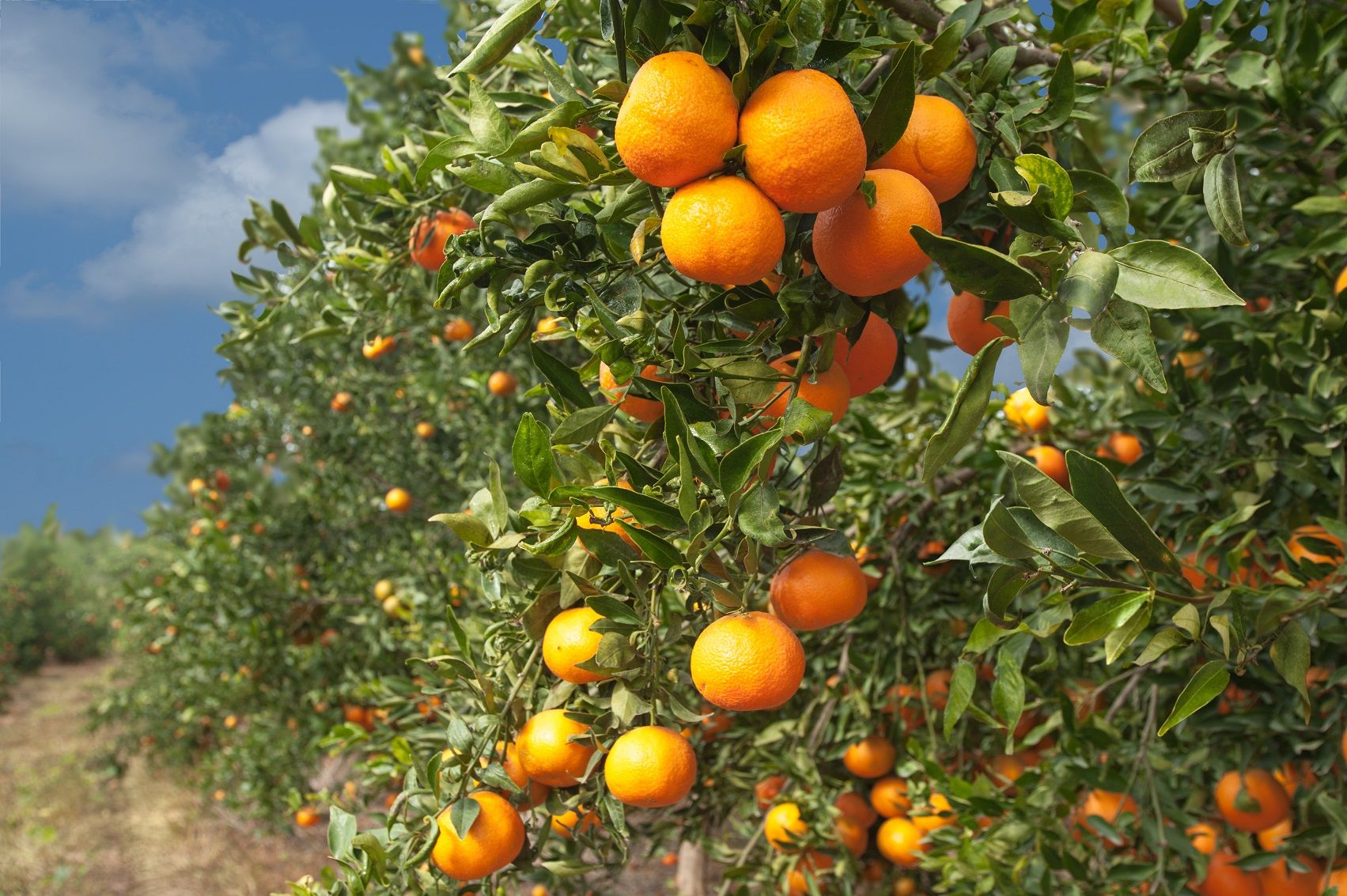La Junta difunde la excelencia de la ‘Naranja de Andalucía’ y los beneficios de su consumo