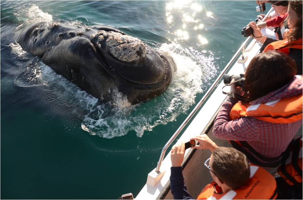 Foto de Avistaje Ballena Franca Austral