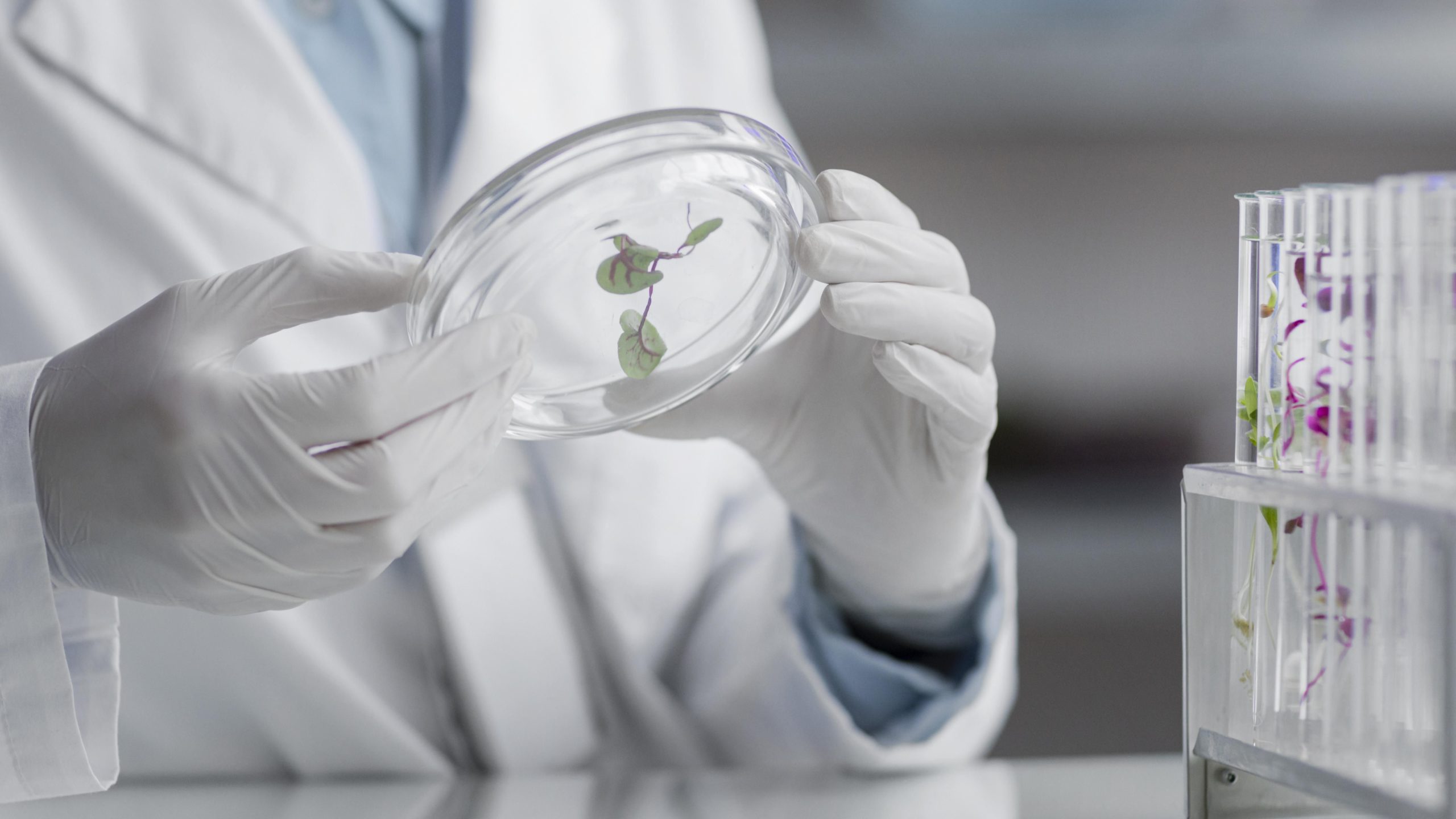 Arkopharma, primera marca en desarrollar sus productos de forma 100% natural, sin químicos