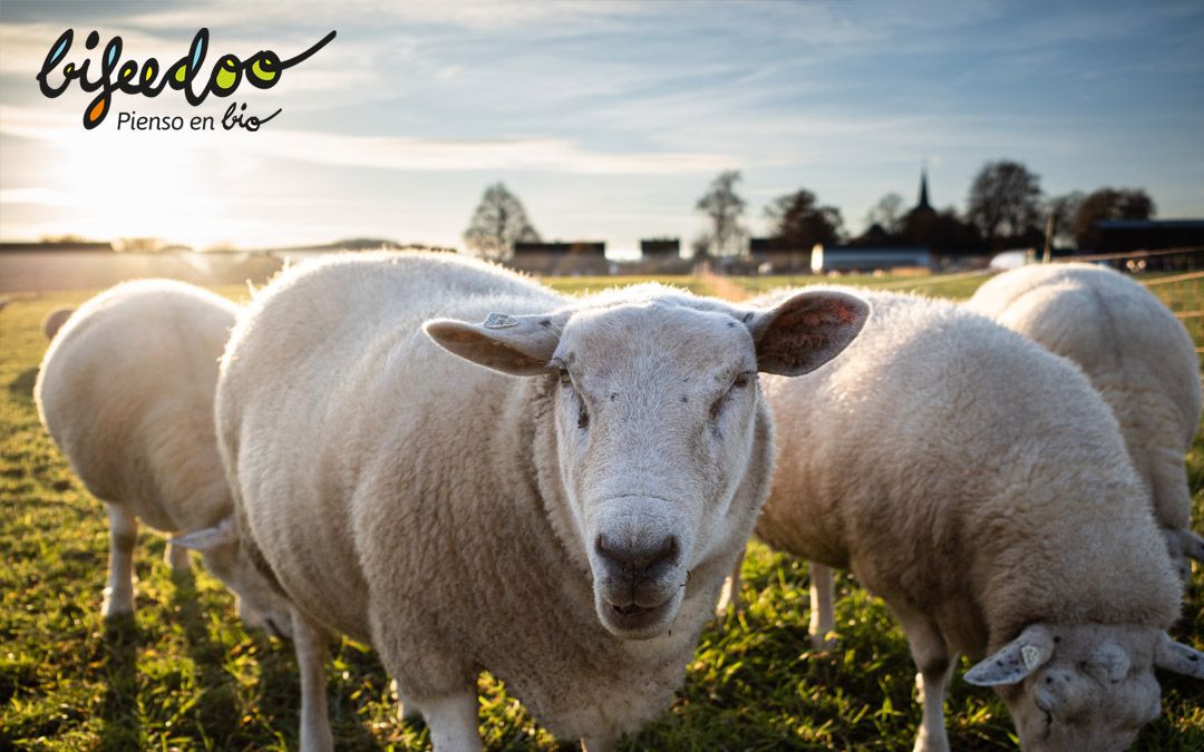 Producción ecológica de ovino, según Bifeedoo