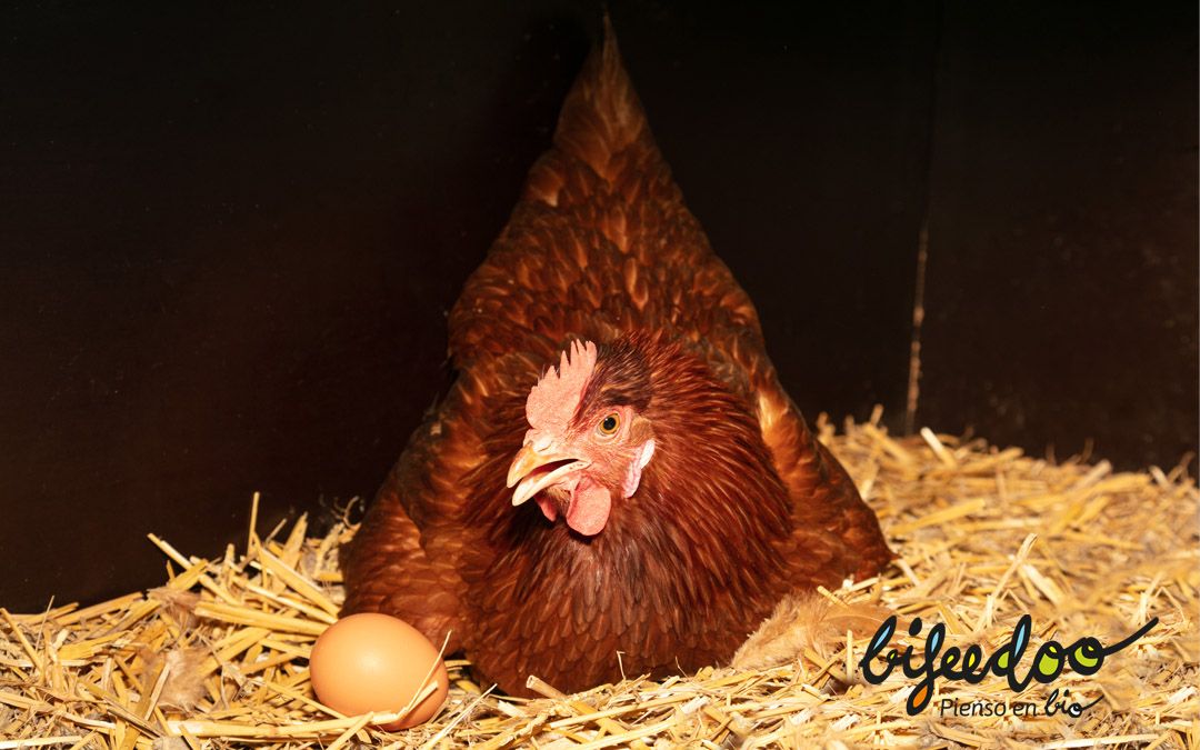 La importancia del pienso ecológico para gallinas ponedoras de cáscara dura, según Bifeedoo