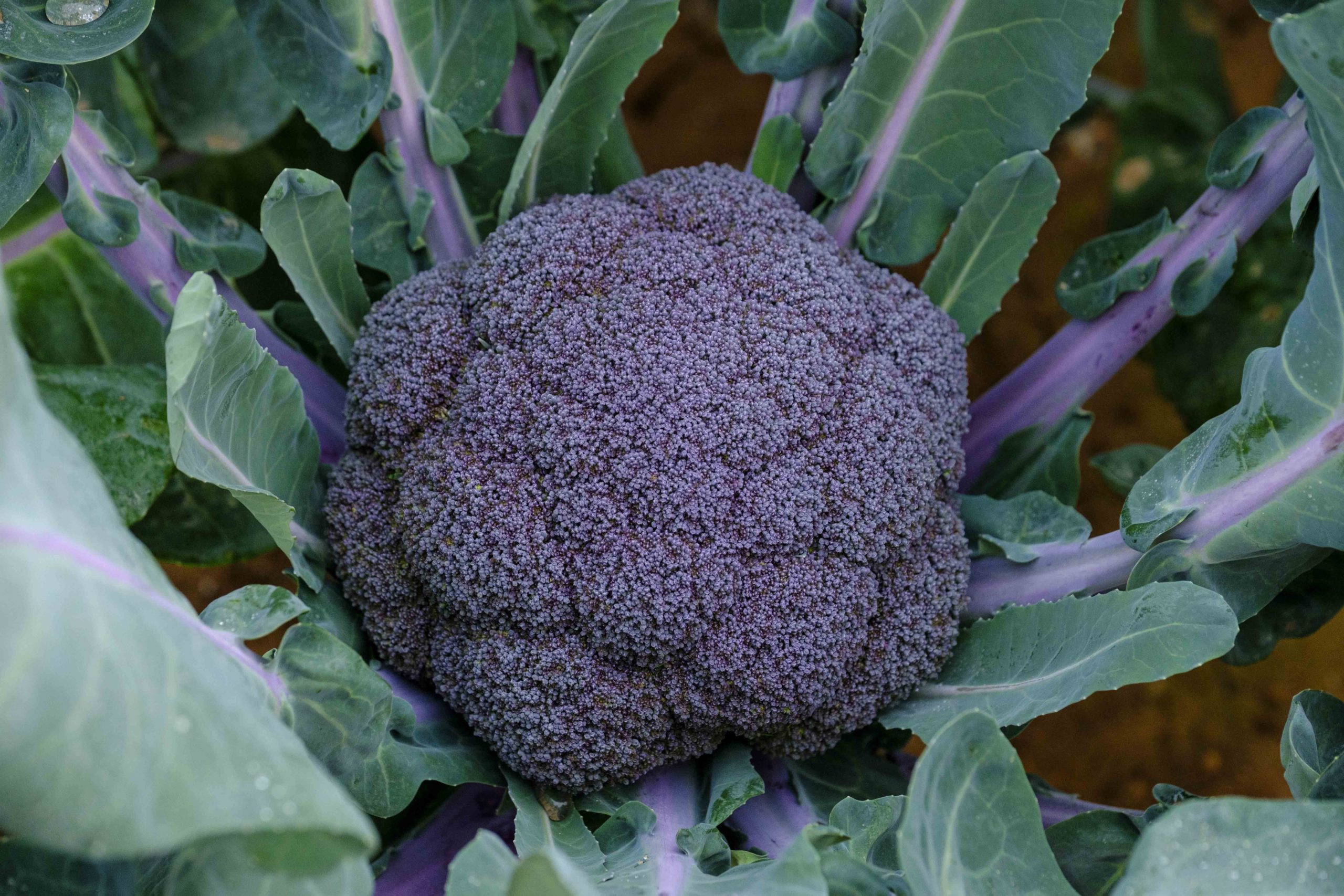 Nace el primer brócoli morado del mercado